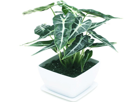 綠植租擺